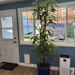 House Bamboo Plant 