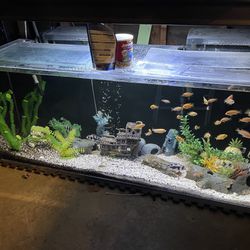 100 Gallon Acrylic Fish Tank