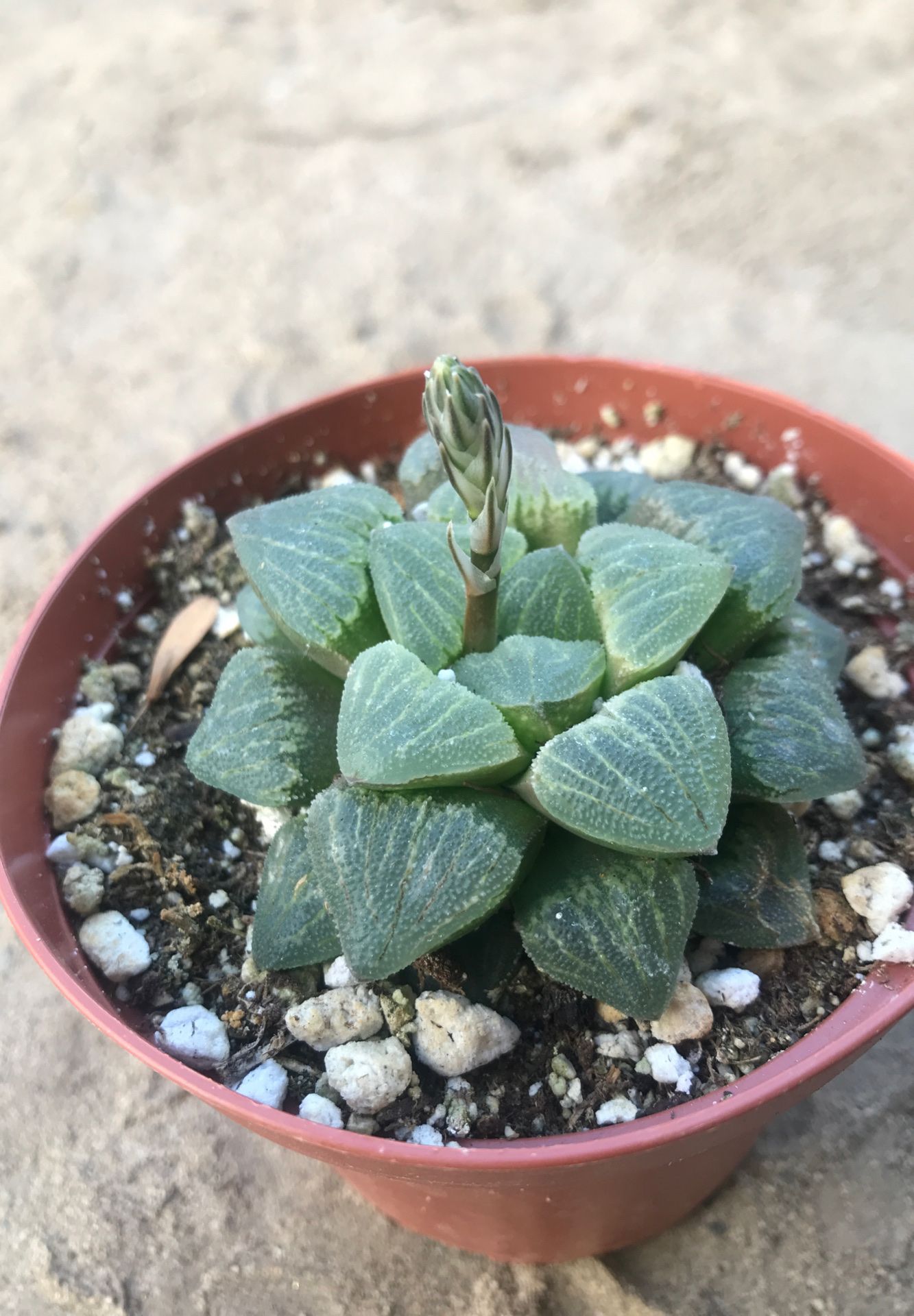 Haworthia Pygmaea Succulent Plant