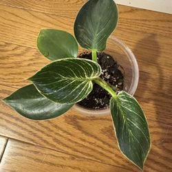 Philodendron Birkin Plant