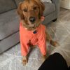 Shira