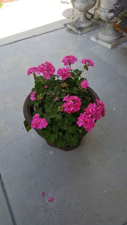 Perennial so beautiful Geranium flowers in the pots