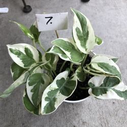 Variegated Pothos N Joy