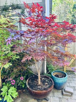Ceramic pot with Japanese maple