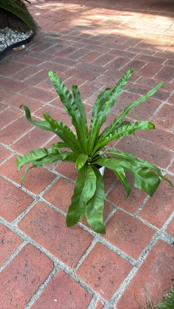 Birds Nest Fern plant