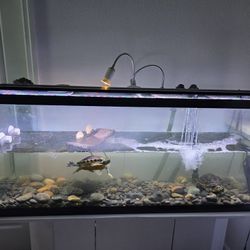 55 Gallon  Tank For Turtle Or Fish With Stand And Sun Sun Canister Filter With Uv Light