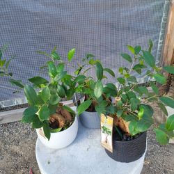 Ficus Gensing Plant 5" Ceramic Pot $6 Each