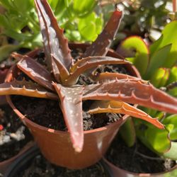 Succulent Plants 🪴 