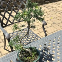 Japanese Larch Bonsai. Great Shape. Nice Roots. 