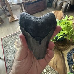 Megalodon Tooth