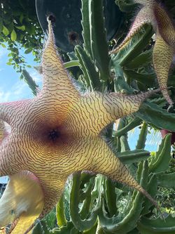 Stapelia Gigantea/ Zulu Giant