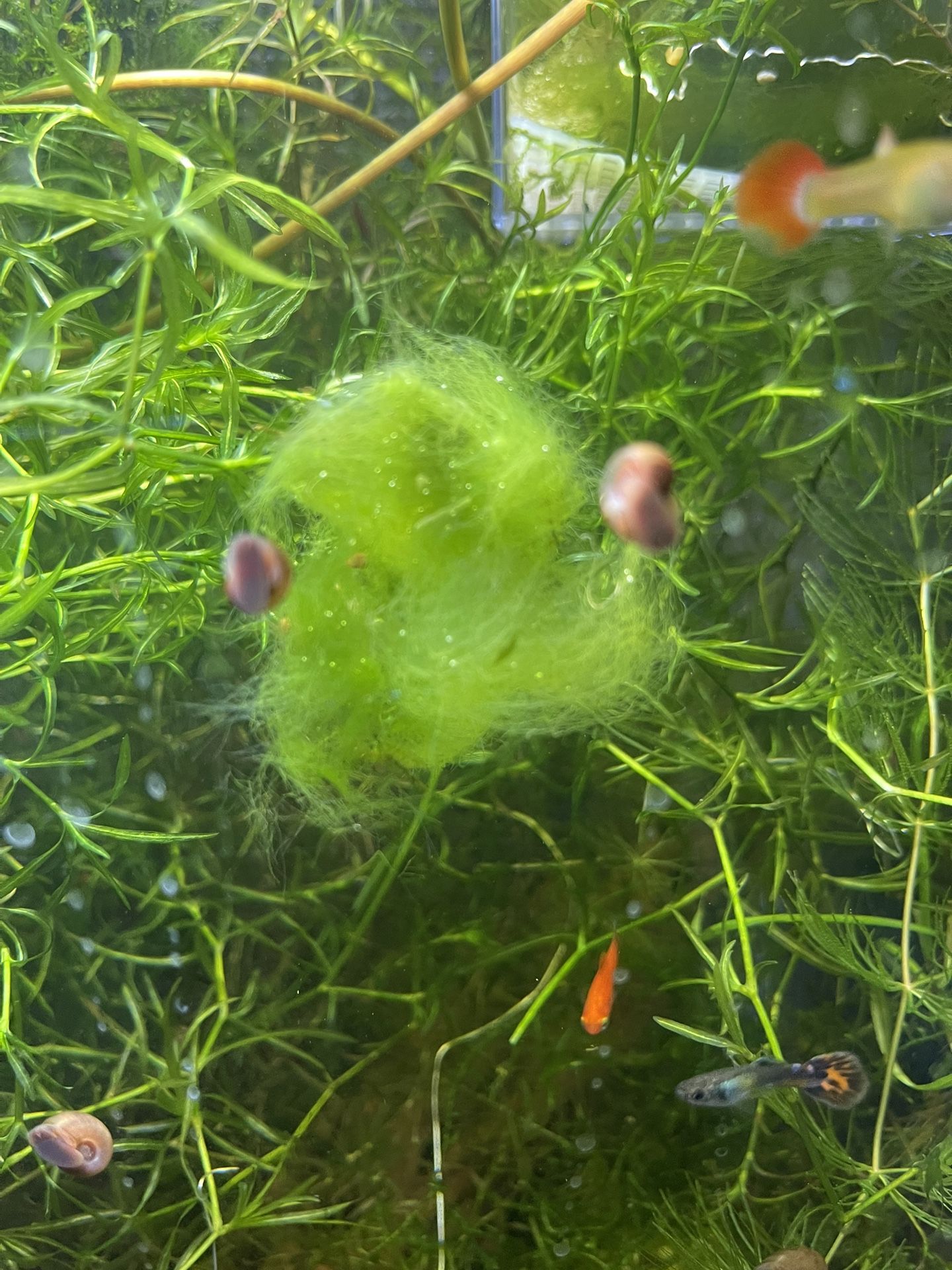 Moss And Ramshorn