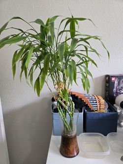 Free plants