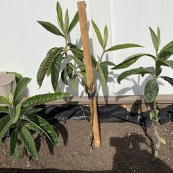 2nd Year Loquat Tree Suckers (takes 2-3 Years To Fruit)