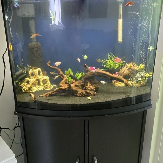 40 Gallon Bow Front Tank & Stand