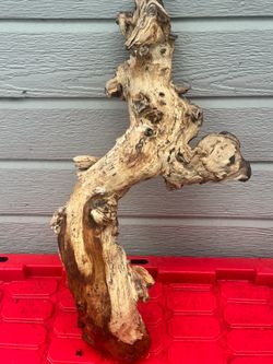 Large drift wood