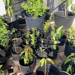 Plants.  Avocado.  Mango.  Lemon. 