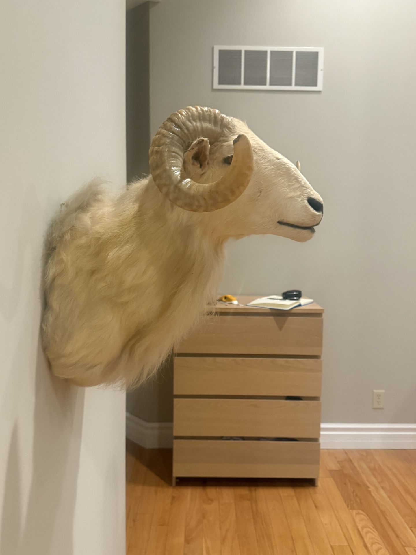 Big Dall Taxidermy Wall Mount
