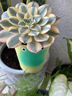 Aeoniom plant