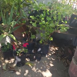 Diferent Plants And Palms