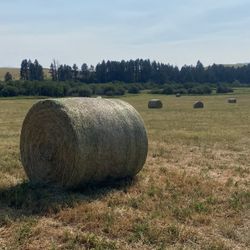 Hay For Sale Large Round Bales 1100lbs Each 