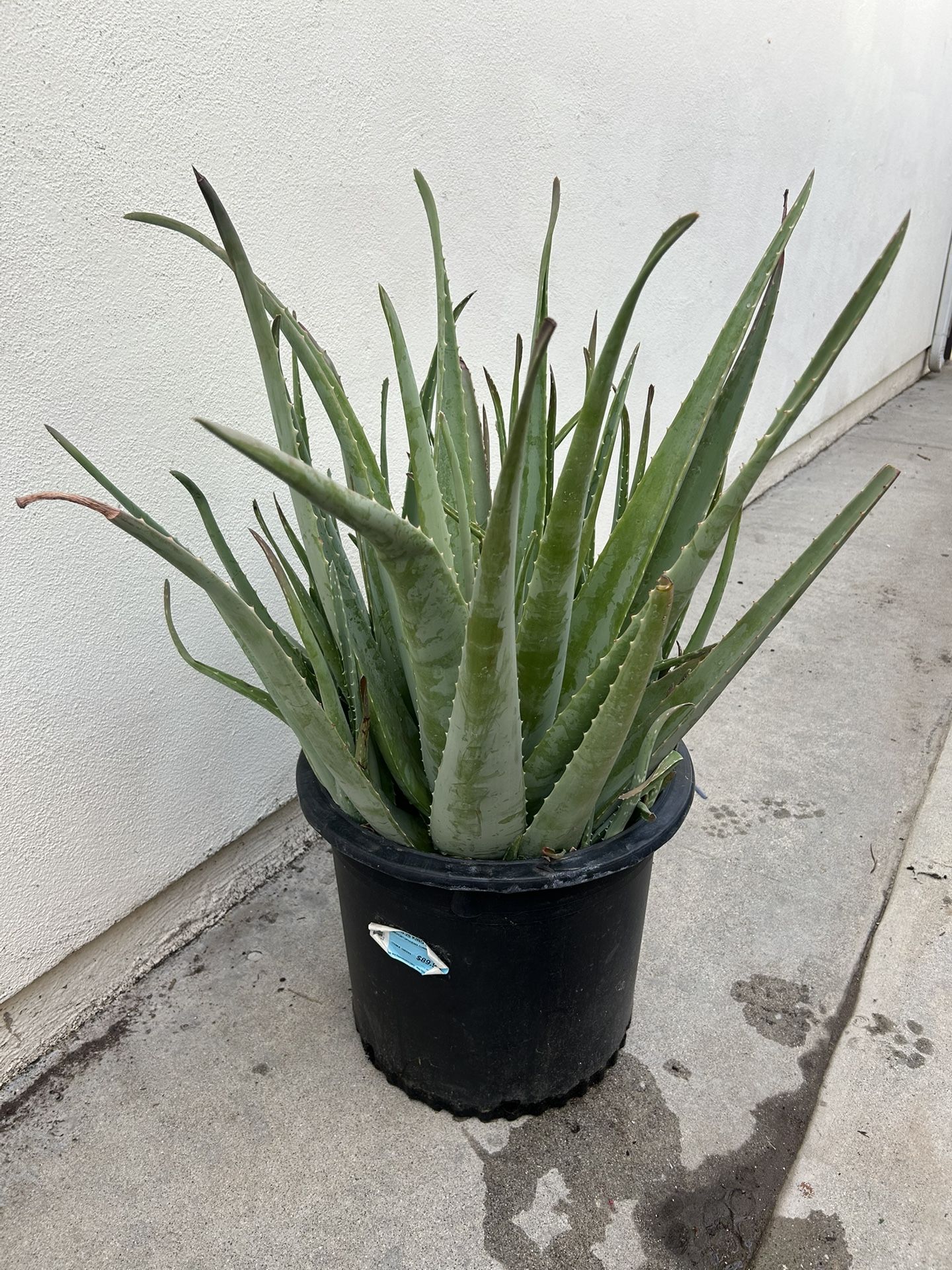 Aloe Vera Plant