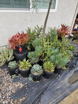 Assorted 2 Gallon Succulents For $10
