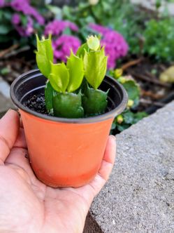 Thanksgiving flowering cactus plant....Hablo Espanol