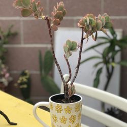 $6 Scallop  Succulent