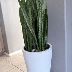 Snake Plant Laurentii 