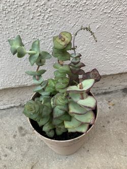 Sedum succulent trailing hanging houseplant indoor outdoor plant