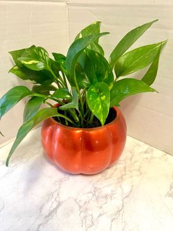 Pathos plant 🪴