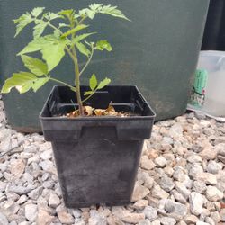 Heirloom Organic non-GMO Tomato Tree $5