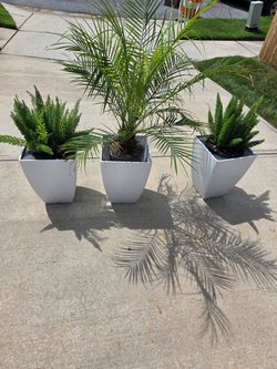 Plants