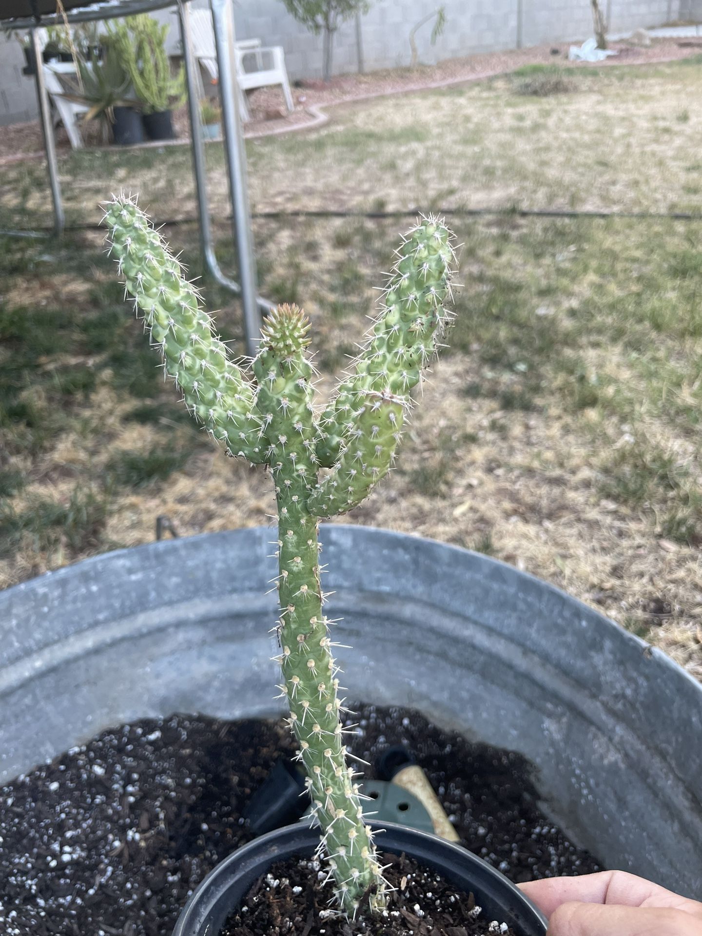 Mini Cholla Cactus