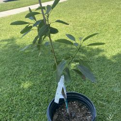 Hass Avocado