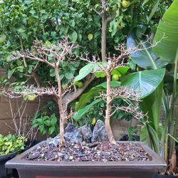Live Bonsai Tree With Decorative Wooden Planter