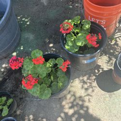 Two Geranium Plants