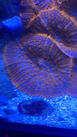 Fake Superman Mushroom Coral