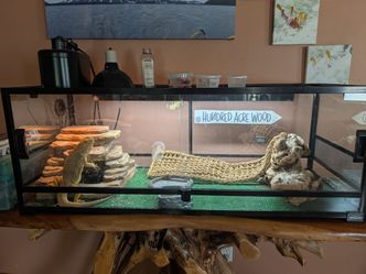 Bearded Dragon Enclosure with Extras