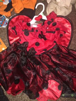 Lady bug