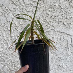 1 gallon pot Madagascar Dragon plant / Tree Live Dracaena Marginata- Drought resistant - about 24” tall