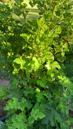 Geraniums in large pot decorative green plants with pink flower