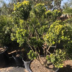 Boxwood Topiary Bonsai 