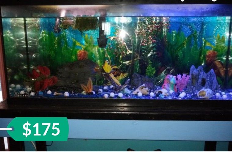 Fish aquarium 55 gallons