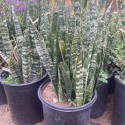 Snake Plants 