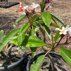 Plumeria flower plant