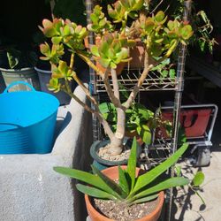 Jade Tree Succulent Bonsai
