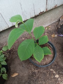 Chirimoya