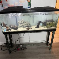 Fish Tank